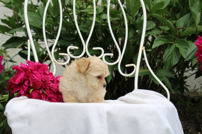 puppy, for, sale, Maltipoo, Matthew B. Stoltzfus, dog, breeder, Gap, PA, dog-breeder, puppy-for-sale, forsale, nearby, find, puppyfind, locator, puppylocator, aca